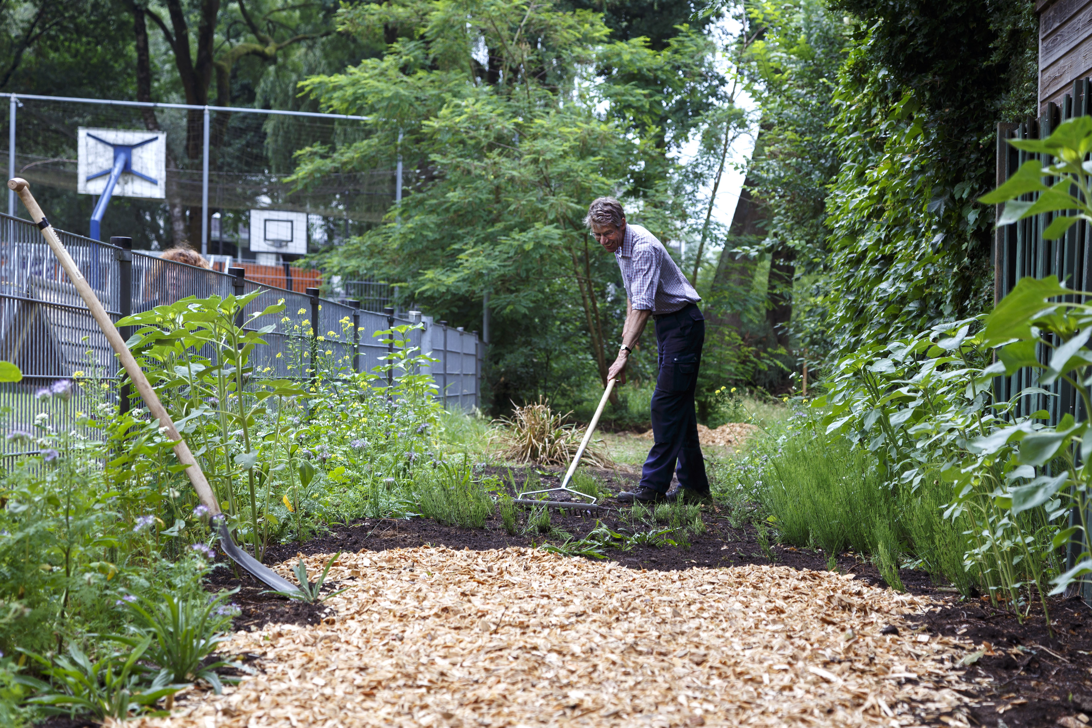 een man harkt een pad met vers gestrooide houtsnippers